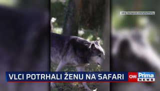 Vlci v safari u Paříže potrhali třiceti sedmi letou ženu