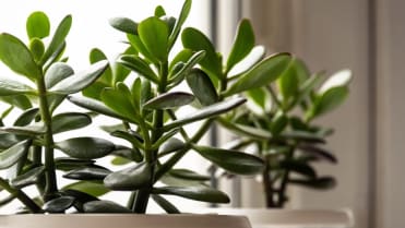 Tlustice (Crassula ovata) Tlustice (Crassula ovata)