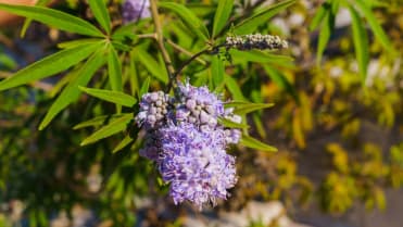 Latnatec, zpododěr (Ceanothus) Latnatec, zpododěr (Ceanothus)