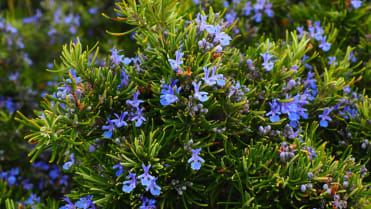 10 bylin proti podzimní depresi, únavě a stresu: rozmarýn lékařský (Rosmarinus officinalis) obsahuje éterické oleje, které uklidňují a zlepšují náladu 10 bylin proti podzimní depresi, únavě a stresu: rozmarýn lékařský (Rosmarinus officinalis) obsahuje éterické oleje, které uklidňují a zlepšují náladu