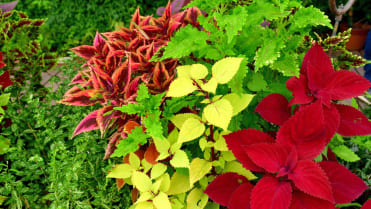 Africká kopřiva (Coleus x blumei) Africká kopřiva (Coleus x blumei)