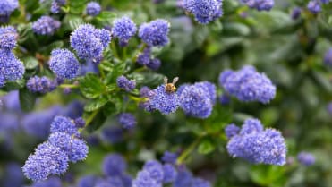 Latnatec, zpododěr (Ceanothus) Latnatec, zpododěr (Ceanothus)