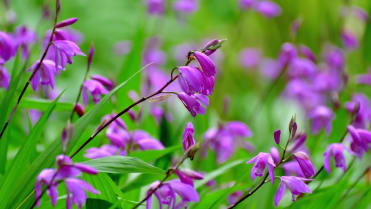 Orchidej vzpřímená (Bletilla Striata) Orchidej vzpřímená (Bletilla Striata)