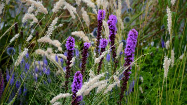 Šuškarda klasnatá (Liatris spicata) Šuškarda klasnatá (Liatris spicata)