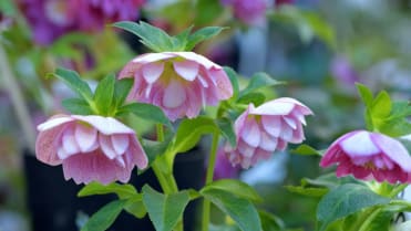 Čemeřice černá (Helleborus niger) Čemeřice černá (Helleborus niger)