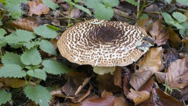 10 nejznámějších hub našich lesů: bedly ke ke sběru rozhodně nedoporučované (např. bedla ostrošupinná Lepiota aspera na snímku)) jsou podstatně menších rozměrů 10 nejznámějších hub našich lesů: bedly ke ke sběru rozhodně nedoporučované (např. bedla ostrošupinná Lepiota aspera na snímku)) jsou podstatně menších rozměrů