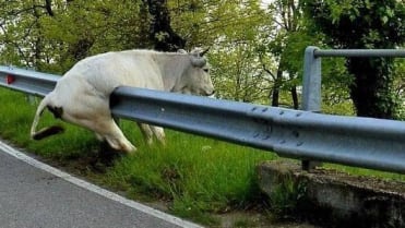Krávy, které neměly svůj den 3 Krávy, které neměly svůj den 3