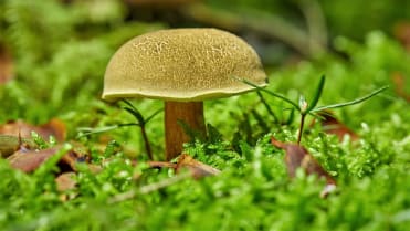 10 nejznámějších hub našich lesů: hřib žlutomasý (Xerocomus chrysenteron), lidově babka je patrně nejrozšířenější houbou 10 nejznámějších hub našich lesů: hřib žlutomasý (Xerocomus chrysenteron), lidově babka je patrně nejrozšířenější houbou