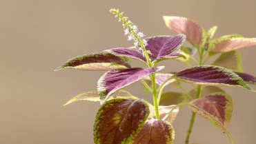 Africká kopřiva (Coleus x blumei) Africká kopřiva (Coleus x blumei)