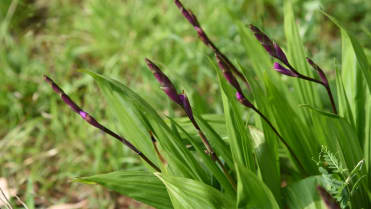 Orchidej vzpřímená (Bletilla Striata) Orchidej vzpřímená (Bletilla Striata)