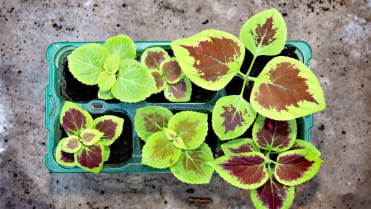 Africká kopřiva (Coleus x blumei) Africká kopřiva (Coleus x blumei)
