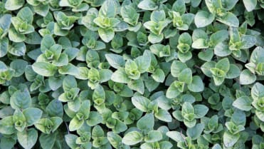 10 bylin proti podzimní depresi, únavě a stresu: dobromysl obecná (Origanum vulgare) přináší dobrou mysl, působí jako účinné přírodní antidepresivum 10 bylin proti podzimní depresi, únavě a stresu: dobromysl obecná (Origanum vulgare) přináší dobrou mysl, působí jako účinné přírodní antidepresivum