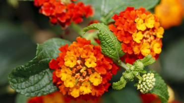 Oblíbená lantana umí měnit barvy Oblíbená lantana umí měnit barvy