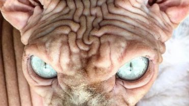 Objevil internet nejošklivější kočku na světě? 7 Objevil internet nejošklivější kočku na světě? 7