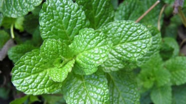 10 bylin proti podzimní depresi, únavě a stresu: máta peprná (Mentha piperita) pomáhá potlačit stres a zbavit se napětí 10 bylin proti podzimní depresi, únavě a stresu: máta peprná (Mentha piperita) pomáhá potlačit stres a zbavit se napětí
