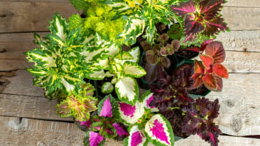Africká kopřiva (Coleus x blumei) Africká kopřiva (Coleus x blumei)