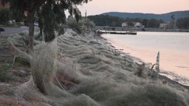 Pavučina na řecké pláži 8 Pavučina na řecké pláži 8