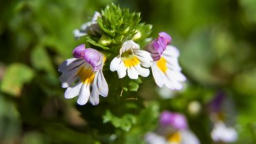 10 bylin proti podzimní depresi, únavě a stresu: světlík lékařský (Euphrasia officinalis i Euphrasia rostkoviana) je přírodní podpora při duševní vyčerpanosti, únavě, přepracování a stresu 10 bylin proti podzimní depresi, únavě a stresu: světlík lékařský (Euphrasia officinalis i Euphrasia rostkoviana) je přírodní podpora při duševní vyčerpanosti, únavě, přepracování a stresu