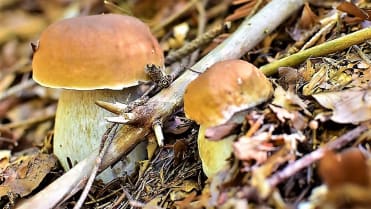 10 nejznámějších hub našich lesů: hřib smrkový najdeme ve smíšených a jehličnatých lesích 10 nejznámějších hub našich lesů: hřib smrkový najdeme ve smíšených a jehličnatých lesích