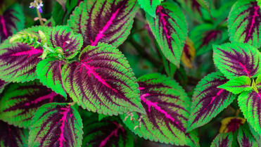 Africká kopřiva (Coleus x blumei) Africká kopřiva (Coleus x blumei)