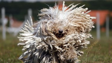 Je libo mop? Je libo mop?