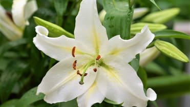 Lilie v zahradě: orientální hybridy lilií vykvétají v druhé půli července až počátkem srpna; kultivar Cassandra® Lilie v zahradě: orientální hybridy lilií vykvétají v druhé půli července až počátkem srpna; kultivar Cassandra®