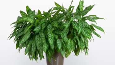 aglaonema proměnlivá aglaonema proměnlivá