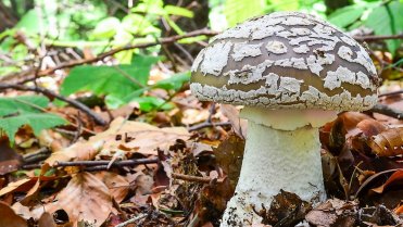 10 nejznámějších hub našich lesů: muchomůrka růžovka neboli masák Zaměnitelná je například za muchomůrku šedivku Zaměnitelná je například za muchomůrku šedivku (Amanita spissa) /na snímku/ 10 nejznámějších hub našich lesů: muchomůrka růžovka neboli masák Zaměnitelná je například za muchomůrku šedivku Zaměnitelná je například za muchomůrku šedivku (Amanita spissa) /na snímku/