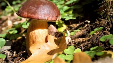 10 nejznámějších hub našich lesů: hřib hnědý (Boletus badius) patří mezi naše nejběžnější a také nejoblíbenější druhy hub 10 nejznámějších hub našich lesů: hřib hnědý (Boletus badius) patří mezi naše nejběžnější a také nejoblíbenější druhy hub