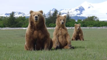 Setkání s grizzlym (1) Setkání s grizzlym (1)