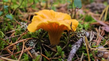 10 nejznámějších hub našich lesů: liška obecná (Cantharellus cibarius) je známá a ceněná houba 10 nejznámějších hub našich lesů: liška obecná (Cantharellus cibarius) je známá a ceněná houba