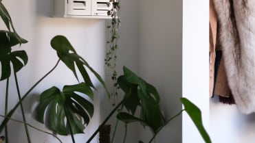 Pokojovky oživí i jinak nudné a tmavé kouty Pokojovky oživí i jinak nudné a tmavé kouty