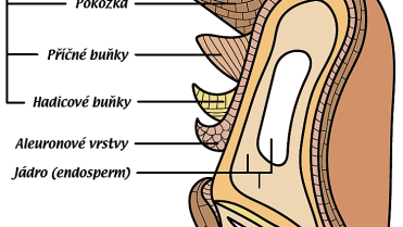 Řez zrnem pšenice: pšeničné zrno se skládá z jádra (endospermu), aleuronové vrstvy (pod obalovými vrstvami zrna, pod otrubami), obalových částí a klíčku Řez zrnem pšenice: pšeničné zrno se skládá z jádra (endospermu), aleuronové vrstvy (pod obalovými vrstvami zrna, pod otrubami), obalových částí a klíčku