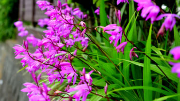 Orchidej vzpřímená (Bletilla Striata) Orchidej vzpřímená (Bletilla Striata)
