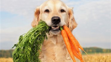 Pes a kočka vegetariáni. Je to zdravé, nebo můžeme zvířeti vážně ublížit? Pes a kočka vegetariáni. Je to zdravé, nebo můžeme zvířeti vážně ublížit?