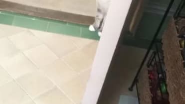 Zvědavé číči Zvědavé číči