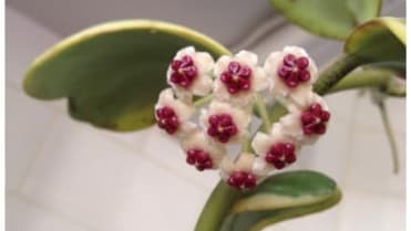 Valentýnská voskovka (Hoya kerrii) Valentýnská voskovka (Hoya kerrii)