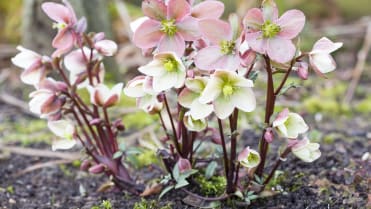 Čemeřice černá (Helleborus niger) Čemeřice černá (Helleborus niger)