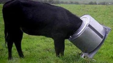 Krávy, které neměly svůj den 7 Krávy, které neměly svůj den 7