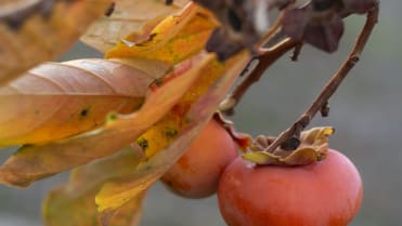 Tomel (Diospyros kaki) Tomel (Diospyros kaki)