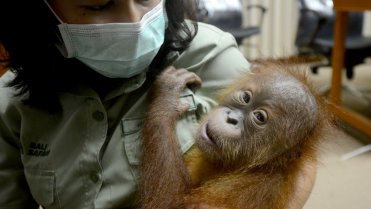Rus pašoval mládě orangutana 3 Rus pašoval mládě orangutana 3