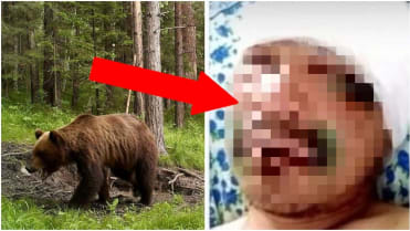 Co dělat, když na vás zaútočí medvěd? Co dělat, když na vás zaútočí medvěd?