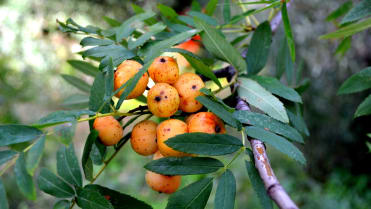 Oskeruše (Sorbus domestica) Oskeruše (Sorbus domestica)
