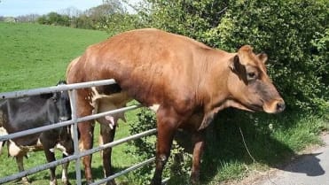 Krávy, které neměly svůj den 5 Krávy, které neměly svůj den 5