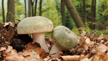 10 nejznámějších hub našich lesů: holubinka nazelenalá (Russula virescens) je dobře poznatelná výborná houba s pevnou dužninou 10 nejznámějších hub našich lesů: holubinka nazelenalá (Russula virescens) je dobře poznatelná výborná houba s pevnou dužninou
