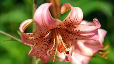 Lilie v zahradě: na začátku září se objevují květy hybridní lilie druhu speciosum neboli lilie nádherné; kultivar Pink Giant Lilie v zahradě: na začátku září se objevují květy hybridní lilie druhu speciosum neboli lilie nádherné; kultivar Pink Giant