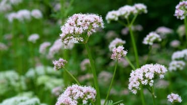 10 bylin proti podzimní depresi, únavě a stresu: Kozlík lékařský (Valeriana officinalis) pomáhá při stavech úzkosti, stresu a přepracování 10 bylin proti podzimní depresi, únavě a stresu: Kozlík lékařský (Valeriana officinalis) pomáhá při stavech úzkosti, stresu a přepracování