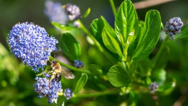 Latnatec, zpododěr (Ceanothus) Latnatec, zpododěr (Ceanothus)