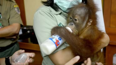 Rus pašoval mládě orangutana 2 Rus pašoval mládě orangutana 2