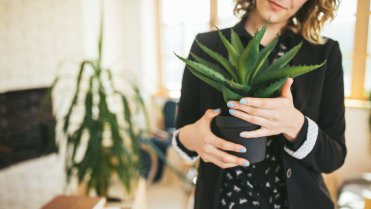Aloe vera pomáhá při popáleninách Aloe vera pomáhá při popáleninách